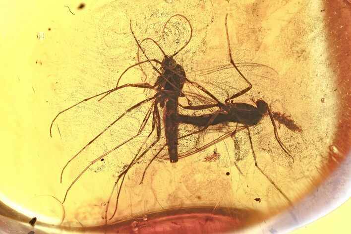 Detailed Fossil Fungus Gnats and Springtail In Baltic Amber #367533